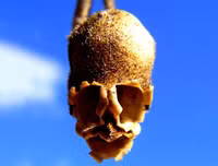 Nổi da gà với các loài thực vật 