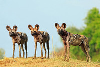 [ẢNH] Những loài vật có bộ lông cực 