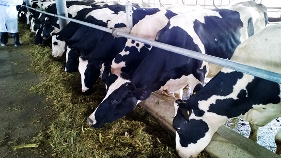 Trang trại bò sữa đầu tiên tại Đông Nam Á được chứng nhận đạt tiêu chuẩn quốc tế ảnh 2