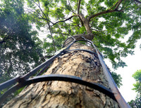 'Truy lùng' những gốc sưa đỏ 'khủng' bậc nhất Việt Nam