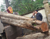 'Truy lùng' những gốc sưa đỏ 'khủng' bậc nhất Việt Nam