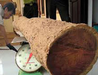 'Truy lùng' những gốc sưa đỏ 'khủng' bậc nhất Việt Nam