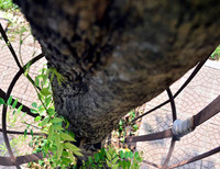 'Truy lùng' những gốc sưa đỏ 'khủng' bậc nhất Việt Nam