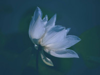 Ngắm những bức ảnh cực đẹp tại Triển lãm 