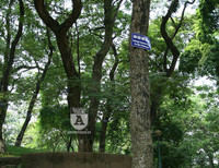 'Truy lùng' những gốc sưa đỏ 'khủng' bậc nhất Việt Nam