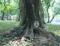 'Truy lùng' những gốc sưa đỏ 'khủng' bậc nhất Việt Nam