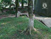 'Truy lùng' những gốc sưa đỏ 'khủng' bậc nhất Việt Nam