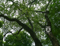 'Truy lùng' những gốc sưa đỏ 'khủng' bậc nhất Việt Nam