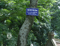 'Truy lùng' những gốc sưa đỏ 'khủng' bậc nhất Việt Nam