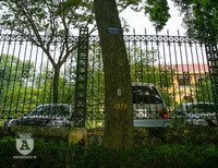 'Truy lùng' những gốc sưa đỏ 'khủng' bậc nhất Việt Nam