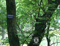 'Truy lùng' những gốc sưa đỏ 'khủng' bậc nhất Việt Nam