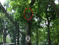 'Truy lùng' những gốc sưa đỏ 'khủng' bậc nhất Việt Nam