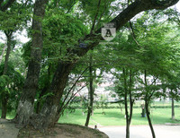 'Truy lùng' những gốc sưa đỏ 'khủng' bậc nhất Việt Nam