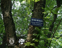 'Truy lùng' những gốc sưa đỏ 'khủng' bậc nhất Việt Nam