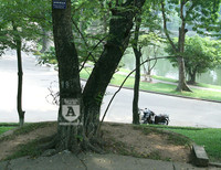 'Truy lùng' những gốc sưa đỏ 'khủng' bậc nhất Việt Nam