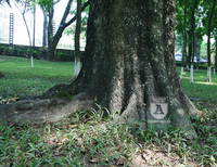 'Truy lùng' những gốc sưa đỏ 'khủng' bậc nhất Việt Nam