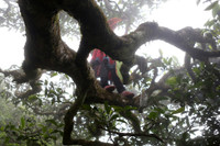 Tà Xùa đắm chìm trong biển mây, chắt chiu cho một thức uống đặc biệt