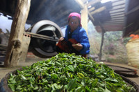 Tà Xùa đắm chìm trong biển mây, chắt chiu cho một thức uống đặc biệt