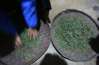 Tà Xùa đắm chìm trong biển mây, chắt chiu cho một thức uống đặc biệt