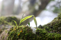 Tà Xùa đắm chìm trong biển mây, chắt chiu cho một thức uống đặc biệt