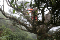 Tà Xùa đắm chìm trong biển mây, chắt chiu cho một thức uống đặc biệt