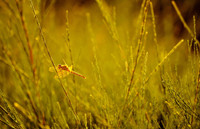 Ngắm những bức ảnh cực đẹp tại Triển lãm 