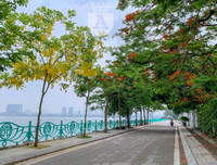 Hồ Tây bất ngờ nhuộm vàng rực rỡ trong sắc hoa muồng hoàng yến