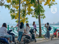 Hồ Tây bất ngờ nhuộm vàng rực rỡ trong sắc hoa muồng hoàng yến