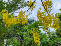 Hồ Tây bất ngờ nhuộm vàng rực rỡ trong sắc hoa muồng hoàng yến