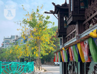 Hồ Tây bất ngờ nhuộm vàng rực rỡ trong sắc hoa muồng hoàng yến