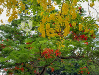 Hồ Tây bất ngờ nhuộm vàng rực rỡ trong sắc hoa muồng hoàng yến