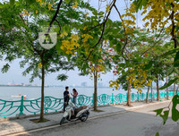 Hồ Tây bất ngờ nhuộm vàng rực rỡ trong sắc hoa muồng hoàng yến