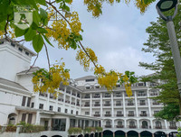 Hồ Tây bất ngờ nhuộm vàng rực rỡ trong sắc hoa muồng hoàng yến