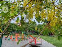 Hồ Tây bất ngờ nhuộm vàng rực rỡ trong sắc hoa muồng hoàng yến