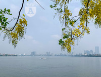 Hồ Tây bất ngờ nhuộm vàng rực rỡ trong sắc hoa muồng hoàng yến