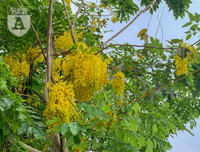 Hồ Tây bất ngờ nhuộm vàng rực rỡ trong sắc hoa muồng hoàng yến