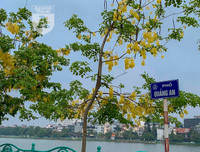 Hồ Tây bất ngờ nhuộm vàng rực rỡ trong sắc hoa muồng hoàng yến