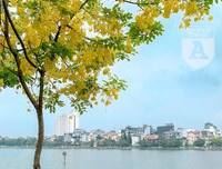 Hồ Tây bất ngờ nhuộm vàng rực rỡ trong sắc hoa muồng hoàng yến