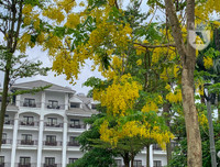 Hồ Tây bất ngờ nhuộm vàng rực rỡ trong sắc hoa muồng hoàng yến