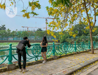 Hồ Tây bất ngờ nhuộm vàng rực rỡ trong sắc hoa muồng hoàng yến