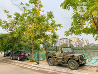 Hồ Tây bất ngờ nhuộm vàng rực rỡ trong sắc hoa muồng hoàng yến