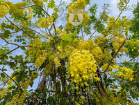 Hồ Tây bất ngờ nhuộm vàng rực rỡ trong sắc hoa muồng hoàng yến