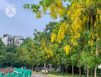 Hồ Tây bất ngờ nhuộm vàng rực rỡ trong sắc hoa muồng hoàng yến