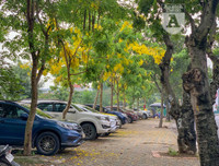 Hồ Tây bất ngờ nhuộm vàng rực rỡ trong sắc hoa muồng hoàng yến