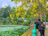 Hồ Tây bất ngờ nhuộm vàng rực rỡ trong sắc hoa muồng hoàng yến