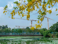 Hồ Tây bất ngờ nhuộm vàng rực rỡ trong sắc hoa muồng hoàng yến