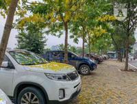 Hồ Tây bất ngờ nhuộm vàng rực rỡ trong sắc hoa muồng hoàng yến