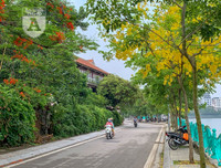 Hồ Tây bất ngờ nhuộm vàng rực rỡ trong sắc hoa muồng hoàng yến