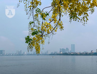 Hồ Tây bất ngờ nhuộm vàng rực rỡ trong sắc hoa muồng hoàng yến