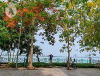 Hồ Tây bất ngờ nhuộm vàng rực rỡ trong sắc hoa muồng hoàng yến